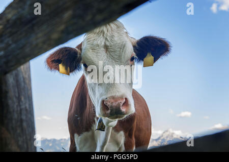 Kopf einer Kuh schaut durch einen Zaun in Richtung der Kamera. Stockfoto