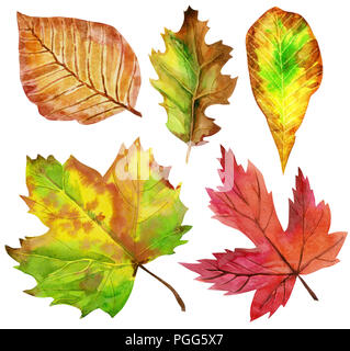 Blätter im Herbst, auf weißem Hintergrund. Blätter mit Aquarell Textur, Illustration. Stockfoto