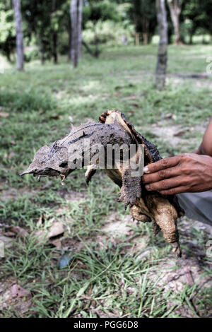 Mann hält eine Mata Mata Schildkröte (Chelus fimbriata) Pacaya Samiria National Reserve, Peru Stockfoto