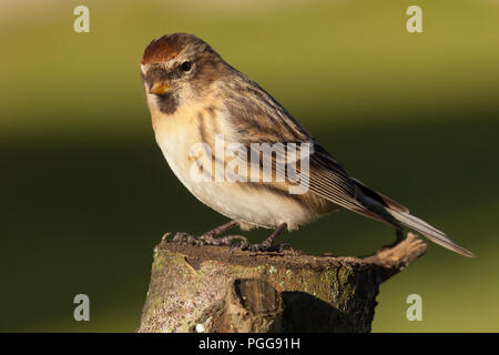 Weniger redpoll UK migrant Bird thront auf einem Baumstamm im Frühling Stockfoto