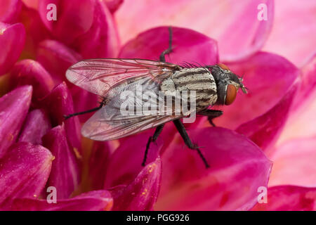 Single fly unglaublich nah, setzte sie sich auf eine schöne Tiefe rosa Blüte im Sommer morgen Stockfoto