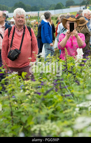 Menschen Sehen & Fotografieren blühende Pflanzen in angehobener Bett (lange Grenze Wettbewerb) - RHS Chatsworth Flower Show Showground, Derbyshire, England, UK. Stockfoto