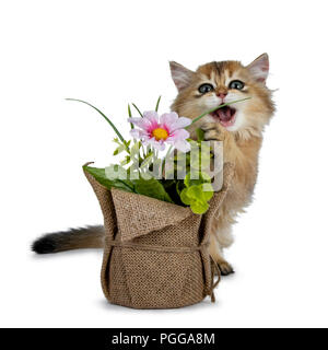 Super süße golden Britisch Langhaar Katze Kätzchen mit großen grünen Augen, hinter einem fake Flower Pot suchen adorable auf die Kamera auf der Rückseite weiß, isoliert Stockfoto