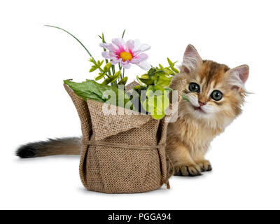 Super süße golden Britisch Langhaar Katze Kätzchen mit großen grünen Augen, versteckt hinter einer gefälschten Flower Pot suchen adorable auf die Kamera auf der Rückseite weiß, isoliert Stockfoto