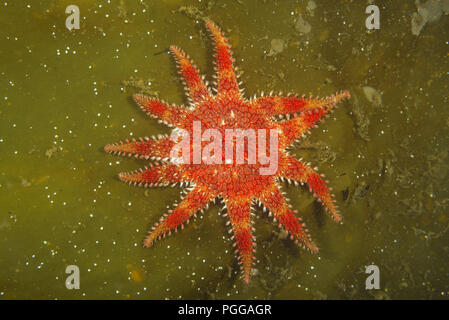 Schneeflocke Stern oder Gemeinsame Sun Star (Crossaster papposus) auf laminaria Stockfoto