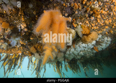 Hängenden Gärten von Aegir (AEgir) - Finger Coral (Alcyonium Digitatum) und Klonale Plumose Anemonen (Metridium senile) Stockfoto