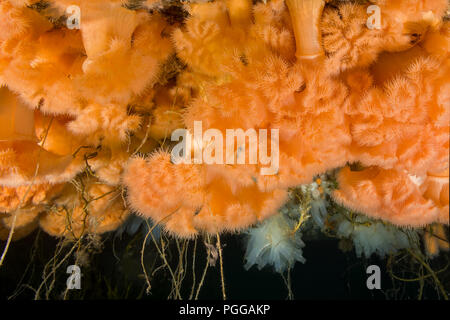 Hängenden Gärten von Aegir (AEgir) - klonale Plumose Anemone oder Rüschen Anemone (Metridium senile) Stockfoto