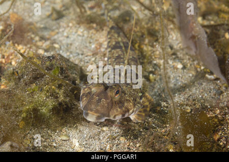 Männliche vernetztem Dragonet (Callionymus reticulatus) liegt auf der Algen Stockfoto