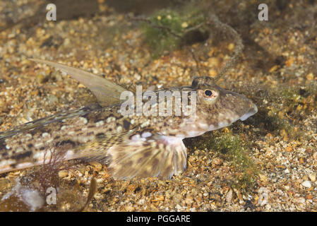 Männliche vernetztem Dragonet (Callionymus reticulatus) liegt auf der Algen Stockfoto