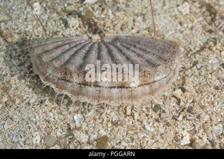 Queen Jakobsmuscheln oder Manx queenie (Aequipecten opercularis) im Sand Stockfoto