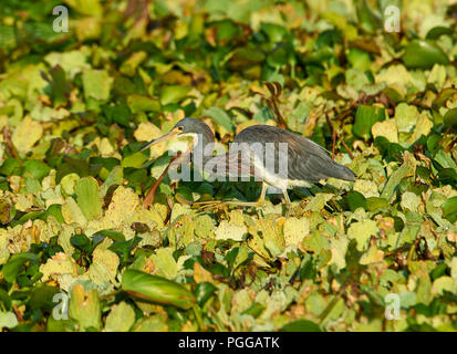 Dreifarbige Heron (Egretta tricolor) auf der Suche nach Nahrung unter Wasserhyazinthen auf der Chapala See, Jocotopec, Jalisco, Mexiko Stockfoto