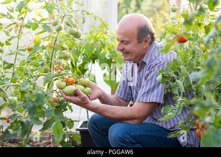Reifen Landwirt oder Gärtner im Gewächshaus seine Tomaten Qualität prüfen Stockfoto