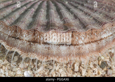 In der Nähe von Queen Jakobsmuscheln oder Manx Queenie (Aequipecten opercularis) im Sand Stockfoto