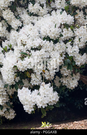 Nahaufnahme eines weißen Rhododendron-Strauch in voller Blüte, England, Großbritannien Stockfoto