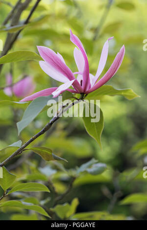 Nahaufnahme einer einzelnen Magnolia Spectrum Blüte, die im Frühjahr vor einem verschwommenen grünen Hintergrund blüht. England, Großbritannien Stockfoto