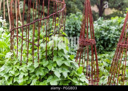 Wicker Unterstützung für die Bepflanzung der Anlage im Gemüsegarten, Cucamelon - Melothria scabra Stockfoto