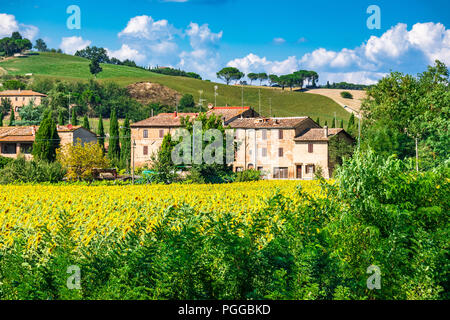 Sonnenblumen in der Toskana Stockfoto