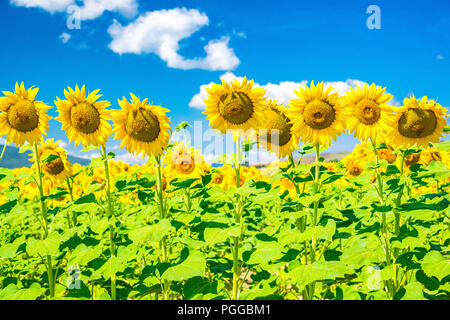 Sonnenblumen in Toskana, Italien Stockfoto