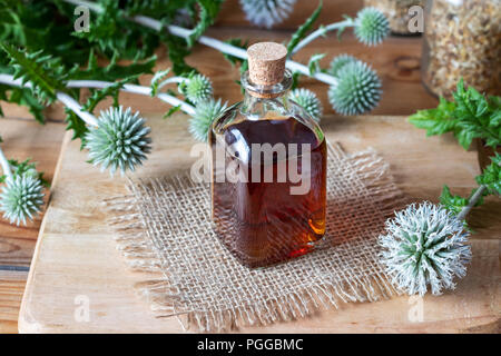 Eine Flasche große Kugel - thistle Tinktur aus frischen Echinops sphaerocephalus Anlage Stockfoto