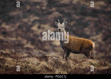 Rotwild, Applecross Halbinsel, Schottland Stockfoto