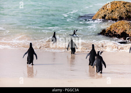Afrikanische Pinguin Kolonie am Boulders Beach in der Nähe von Kapstadt in Südafrika Stockfoto