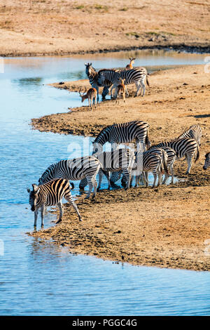 Zebras in der Nähe der Wasserstelle in Safari Park in Südafrika Stockfoto