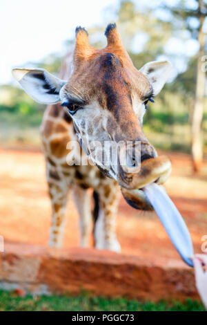 Fütterung einer Jungen bedrohte Rothschild Giraffe in Afrika Stockfoto