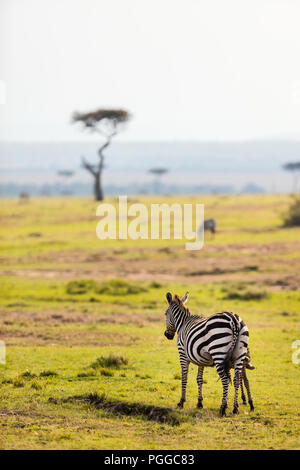 Zebras in Safari Park in Kenia Stockfoto