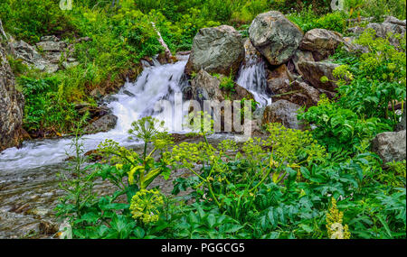 Mountain Creek mit Wasserfällen unter Klippen von Canyon unter Felsbrocken in die Katun Flusses in Altai Gebirge fließt, Russland - schöne Sommer land Stockfoto