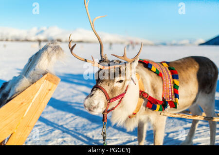 Nahaufnahme der Rentiere ziehen eines Schlittens Norden Norwegens an sonnigen Wintertag Stockfoto