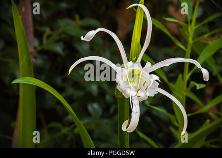 Weiße Spinne Lilly Hymenocallis coronariaw 2825 Stockfoto