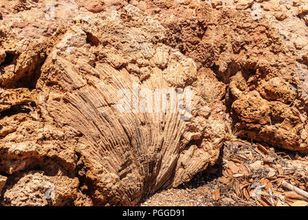 Exmouth, Western Australia - 27. November 2009: Nahaufnahme von großen versteinerten Korallenpolypen in Red Rock formen große Blume Blütenblatt. Stockfoto