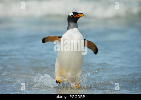 Gentoo Pinguin am Ufer vom Atlantik kommenden, Falkland Inseln. Stockfoto