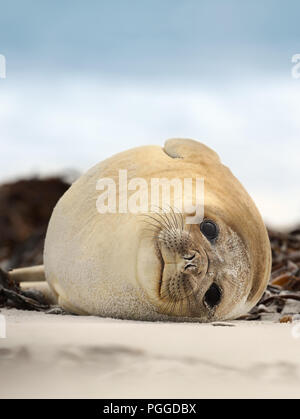Nahaufnahme eines südlichen Elephant Seal liegt an einem Sandstrand an der Küste des Atlantischen Ozeans, Falkland Inseln. Stockfoto