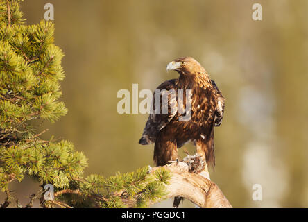 Golden Eagle (Aquila Chrysaetos) auf einer Kiefer Zweig mit einem getöteten Vogel in den Klauen, Norwegen. Stockfoto