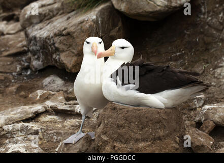 Nahaufnahme von zwei schwarzen, einem der tiefsten Albatrosse während der Brutzeit, Falkland Inseln. Stockfoto