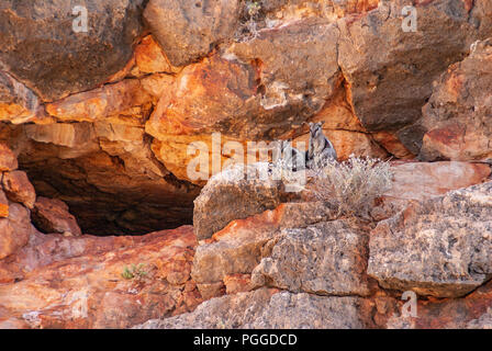 Exmouth, Western Australia - 27. November 2009: Yardie Creek Gorge in Cape Range National Park am North West Cape. Zwei Rock Wallabies auf Red Rock clif Stockfoto