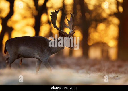 Nahaufnahme einer Damwild Hirsch gehen auf eine frühe Herbst morgen gegen aufgehende Sonne, UK. Stockfoto