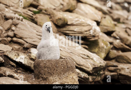 Nahaufnahme eines jungen Schwarzen der tiefsten Albatross Küken in der Schlamm cup Nest auf einer felsigen Küste, Falkland Inseln. Stockfoto