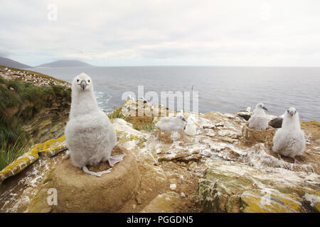 Nahaufnahme eines jungen Schwarzen der tiefsten Albatross Küken in der Schlamm cup Nest auf einem Nährboden in Falkland Inseln. Stockfoto