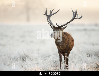 In der Nähe des Red Deer stag, stehend auf einem milchglas Gras im Winter, UK. Stockfoto