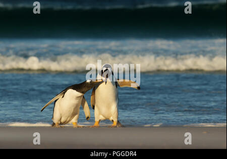 Ein Pinguin Küken jagen seine Mutter- und bitten um Essen, Falkland Inseln. Stockfoto