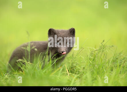 Nahaufnahme eines niedlichen kleinen Arctic fox Cub im Gras sitzen, Sommer in Island. Stockfoto