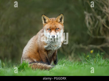 Nahaufnahme von einem niedlichen Red Fox im Gras sitzen Stockfoto