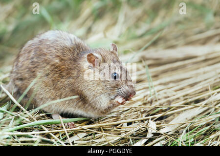 Nahaufnahme einer Ratte Fütterung im Feld, Großbritannien. Stockfoto