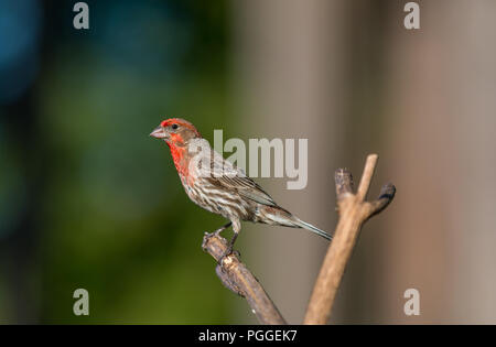 Ein Haus Fink' carpodacus mexicanus "sitzstangen auf einem Zweig. Stockfoto