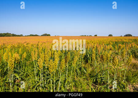 Bereich der Reif Hirse (Panicum miliaceum), Frankreich Stockfoto