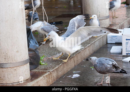 Gelbe legged Gull (Larus michahellis) mit ausgebreiteten Flügeln und juvenile Europäischen Silbermöwe (Larus argentatus) Futter auf Fisch, Innereien, die einen Markt V Stockfoto