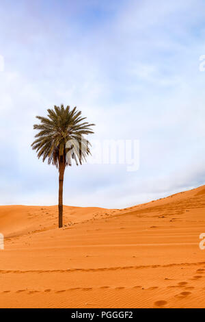 Marokko single riesige Palme in der Wüste Sahara Sand Dünen. Stockfoto