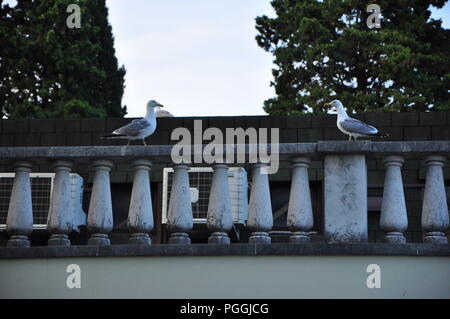 Möwen sind auf dem alten Beton Zaun am Park gemessen Stockfoto